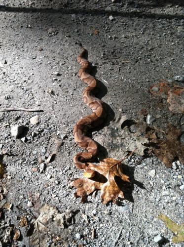 CopperHead Snake