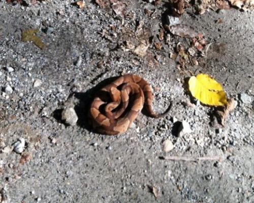 CopperHead Snake Coiled